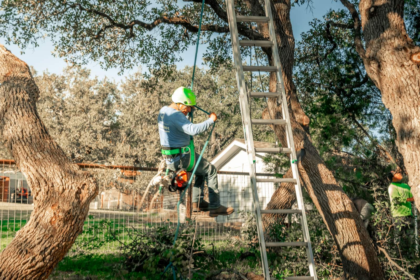 Tree trimming Columbia SC